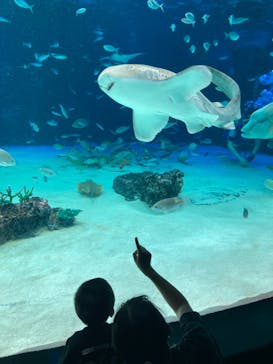 サンシャイン水族館に投稿された画像（2021/6/29）