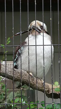 天王寺動物園に投稿された画像（2021/6/29）