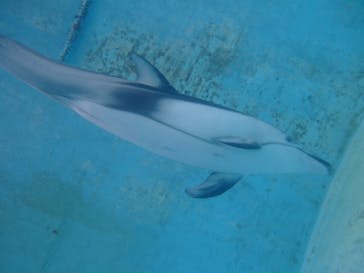 下田海中水族館に投稿された画像（2021/6/29）