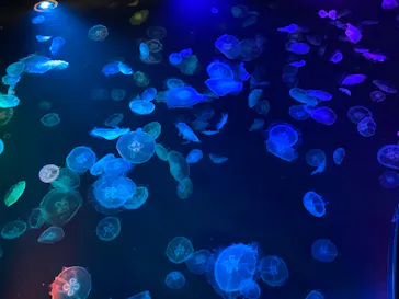 すみだ水族館に投稿された画像（2021/6/29）