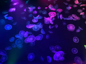 すみだ水族館に投稿された画像（2021/6/29）