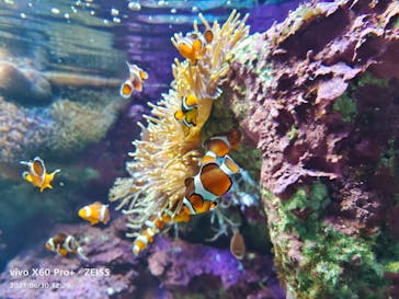 サンシャイン水族館に投稿された画像（2021/6/30）