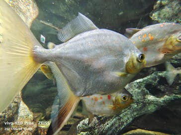 サンシャイン水族館に投稿された画像（2021/6/30）