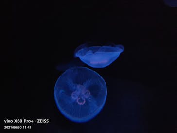 サンシャイン水族館に投稿された画像（2021/6/30）