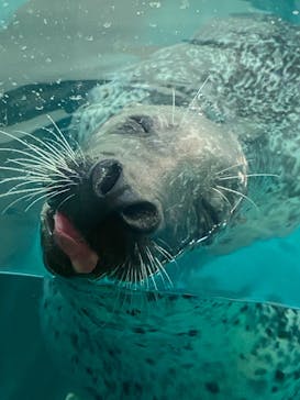 大分マリーンパレス水族館 「うみたまご」に投稿された画像（2021/6/30）