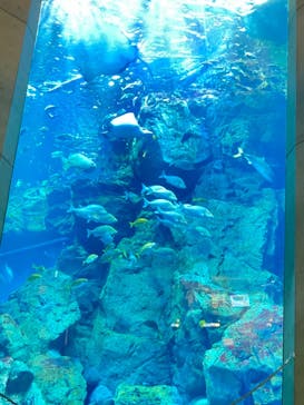 大分マリーンパレス水族館 「うみたまご」に投稿された画像（2021/6/30）