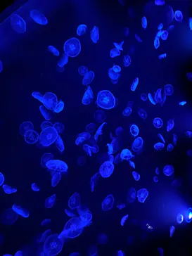 すみだ水族館に投稿された画像（2021/6/30）