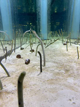 すみだ水族館に投稿された画像（2021/6/30）