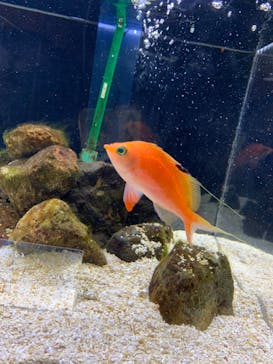 京都水族館に投稿された画像（2021/6/30）