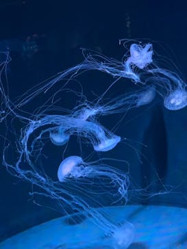 京都水族館に投稿された画像（2021/6/30）