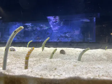 すみだ水族館に投稿された画像（2021/6/30）