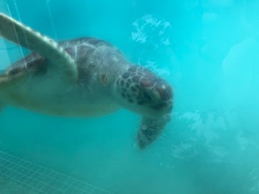新江ノ島水族館に投稿された画像（2021/6/30）