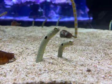 すみだ水族館に投稿された画像（2021/6/30）