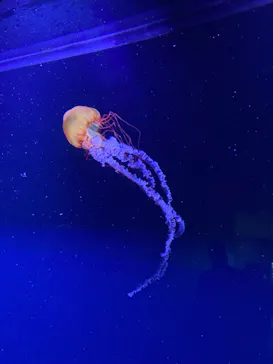 すみだ水族館に投稿された画像（2021/6/30）
