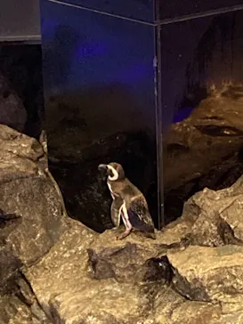 すみだ水族館に投稿された画像（2021/6/30）