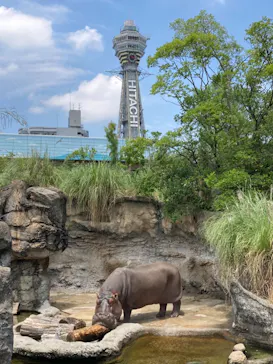 天王寺動物園に投稿された画像（2021/6/30）