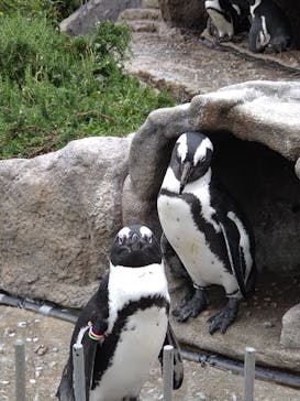 サンシャイン水族館に投稿された画像（2021/7/1）