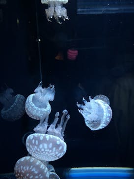 アクアワールド茨城県大洗水族館に投稿された画像（2021/7/1）