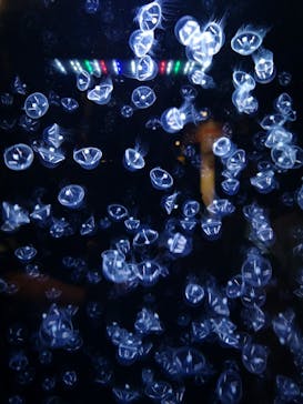 アクアワールド茨城県大洗水族館に投稿された画像（2021/7/1）