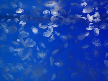 アクアワールド茨城県大洗水族館に投稿された画像（2021/7/1）