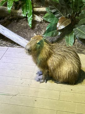 カワスイ 川崎⽔族館に投稿された画像（2021/7/1）