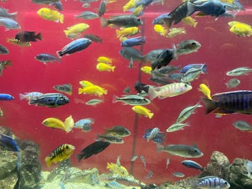 カワスイ 川崎⽔族館に投稿された画像（2021/7/1）