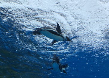 サンシャイン水族館に投稿された画像（2021/7/1）