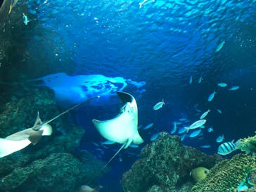 サンシャイン水族館に投稿された画像（2021/7/2）