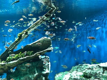 サンシャイン水族館に投稿された画像（2021/7/2）
