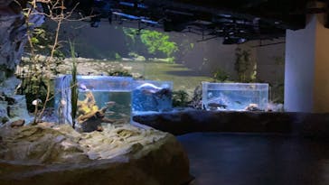 カワスイ 川崎⽔族館に投稿された画像（2021/7/2）