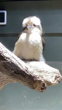 カワスイ 川崎⽔族館に投稿された画像（2021/7/2）