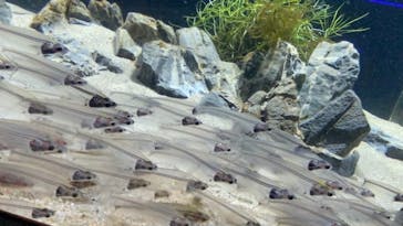 カワスイ 川崎⽔族館に投稿された画像（2021/7/2）