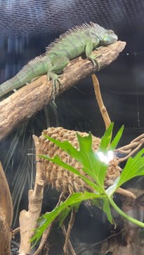 カワスイ 川崎⽔族館に投稿された画像（2021/7/2）