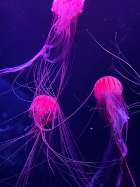 すみだ水族館に投稿された画像（2021/7/2）