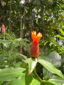 美らヤシパークオキナワ・東南植物楽園に投稿された画像（2021/7/2）