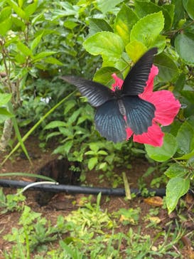 美らヤシパークオキナワ・東南植物楽園に投稿された画像（2021/7/2）