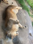 天王寺動物園に投稿された画像（2021/7/2）
