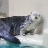 鳥羽水族館に投稿された画像（2021/7/2）