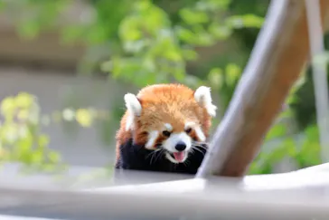 天王寺動物園に投稿された画像（2021/6/30）