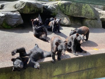 奥飛騨クマ牧場に投稿された画像（2021/7/3）