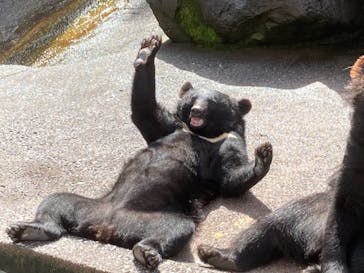 奥飛騨クマ牧場に投稿された画像（2021/7/3）