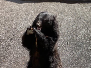 奥飛騨クマ牧場に投稿された画像（2021/7/3）