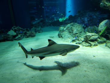 マクセル アクアパーク品川に投稿された画像（2021/7/3）