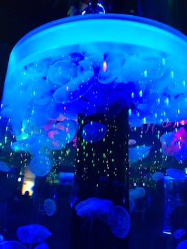 マクセル アクアパーク品川に投稿された画像（2021/7/3）