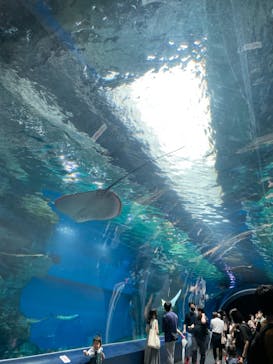 マクセル アクアパーク品川に投稿された画像（2021/7/3）