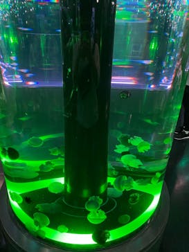 マクセル アクアパーク品川に投稿された画像（2021/7/3）