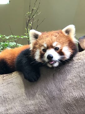 那須どうぶつ王国に投稿された画像（2021/7/3）