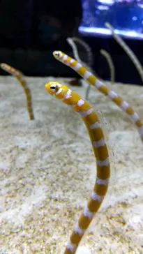 すみだ水族館に投稿された画像（2021/7/3）