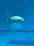 アクアワールド茨城県大洗水族館に投稿された画像（2021/7/3）