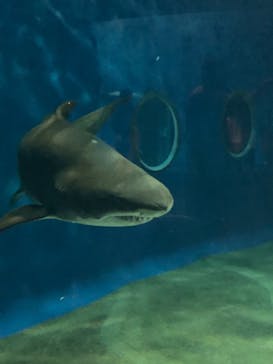 アクアワールド茨城県大洗水族館に投稿された画像（2021/7/3）